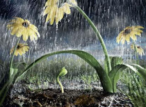 ترویج احادیث نورانی